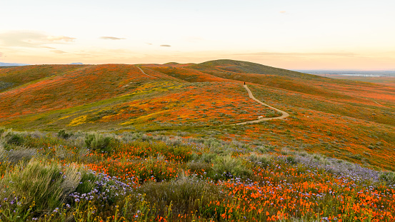 Wildflowers at Antelope Valley California Poppy Reserve super bloom 2019