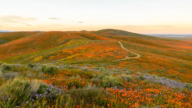 Wildflowers at Antelope Valley California Poppy Reserve super bloom 2019 Wildflowers at Antelope Valley California Poppy Reserve super bloom 2019 california golden poppy stock pictures, royalty-free photos & images