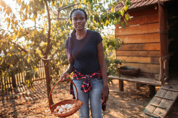 istock Female Farmer Collecting Organic Eggs 1177379357