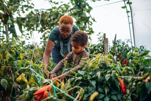 lindo niño y su madre trabajando en invernadero - greenhouse pepper vegetable garden agriculture fotografías e imágenes de stock