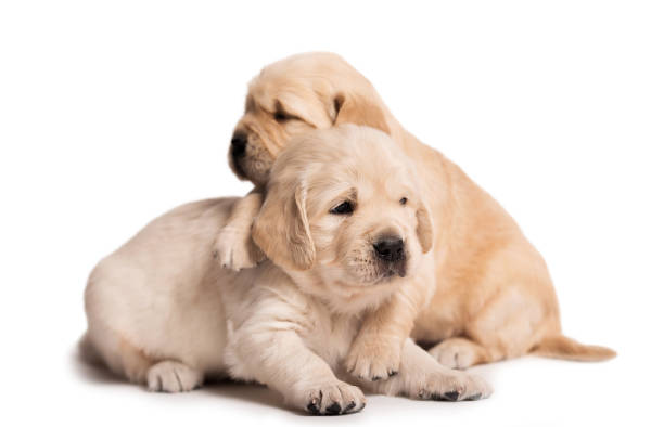 istock Golden Retriever dog on a white background 1177379517