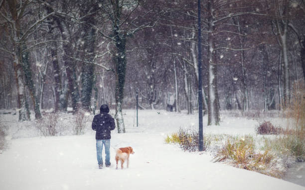 istock Young man walking in the winter park in snowfall 1177379548
