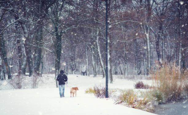 istock Young man walking in the winter park in snowfall 1177379614