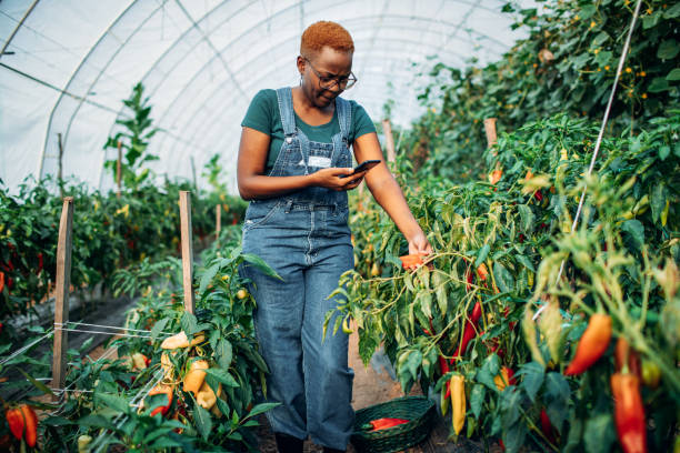 mujer africana trabaja en su propio invernadero y cultiva verduras orgánicas. - agricultura fotos fotografías e imágenes de stock