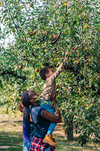 African woman and her son picking up apples in orchard in autumn.