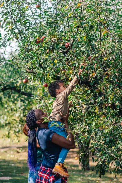 Photo of African Woman And Her Son Picking Apples In Orchard An Autumn