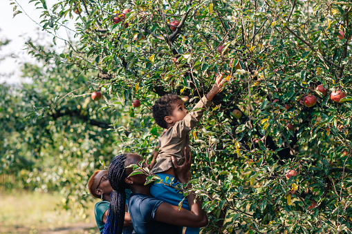 African woman and her son picking up apples in orchard in autumn.