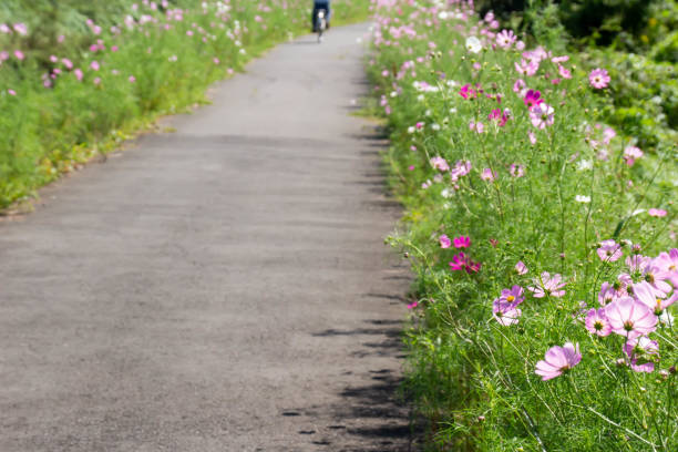 istock Cosmos blooming promenade 1177380466