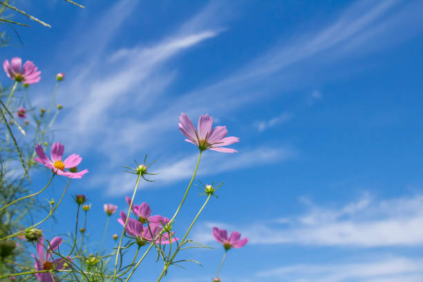 istock Pink cosmos flowers and clear blue sky 1177380480