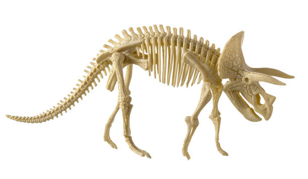 istock Triceratops dinosaur skeleton made of plastic isolated on white background 1177380827