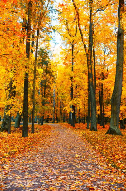 istock Autumn scenery with footpath in colorful forest. 1177381733