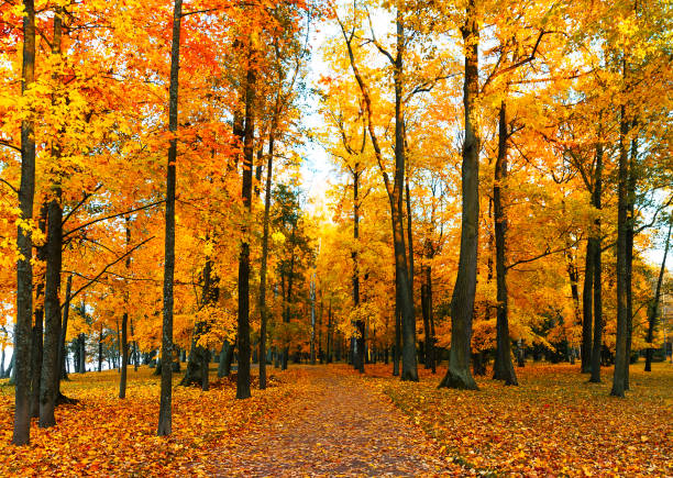 istock Autumn scenery with footpath in colorful forest. 1177381756