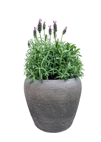 Purple Lavender flowers growth in flowerpot isolated on white background
