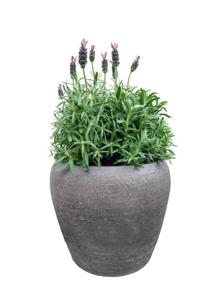 Purple Lavender flowers in pot isolated on white background Purple Lavender flowers growth in flowerpot isolated on white background potted plant stock pictures, royalty-free photos & images