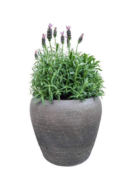 purple lavender flowers in pot isolated on white background - flower pot vase purple decor imagens e fotografias de stock