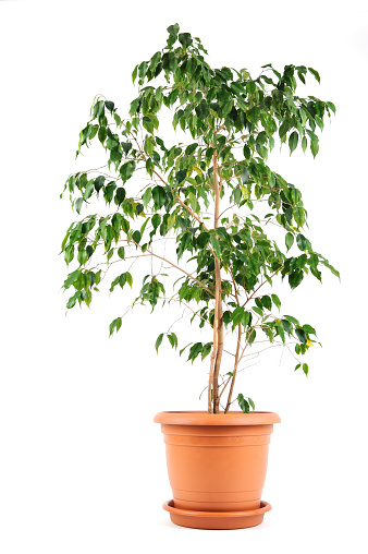Ficus microcarpa in white plastic pot isolated on white background.