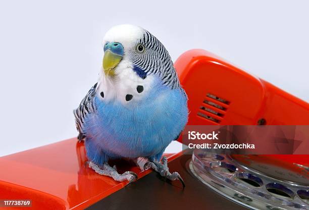 Papagei Und Telefon Stockfoto und mehr Bilder von Ausrüstung und Geräte - Ausrüstung und Geräte, Blau, Farbbild