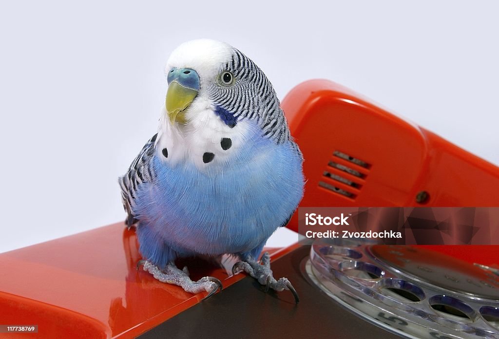 Perroquet et téléphone - Photo de Animal vertébré libre de droits