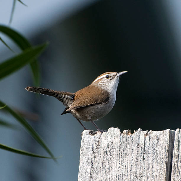 istock Bewick's wren, Thryomanes bewickii 117738832