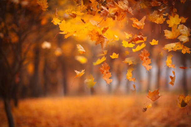 istock Falling maple leaves in the park. Bright gold autumn time. Copy space 1177389430