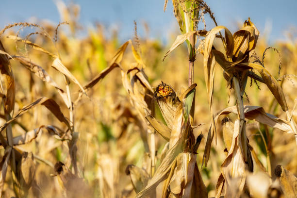 Mature corn field in autumn time