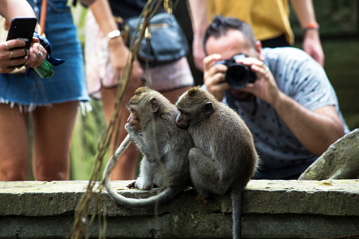 Indonesia Bali, 20 sept 2019, tourist make pictures of monkeys in Monkey forest wildlife