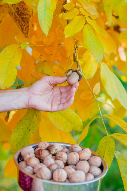 istock Man holding box full of fresh picked walnuts. 1177394113