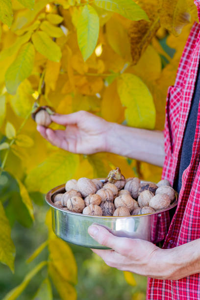 istock Man holding box full of fresh picked walnuts. 1177394280