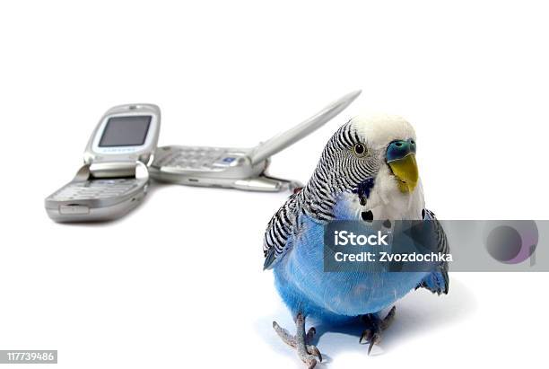 Papagaio E Telefones - Fotografias de stock e mais imagens de Animal - Animal, Animal de Estimação, Azul