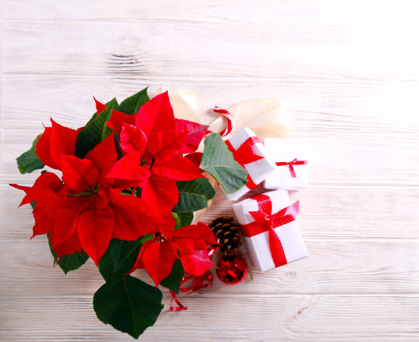 istock Christmas flower - poinsettia 1177395035
