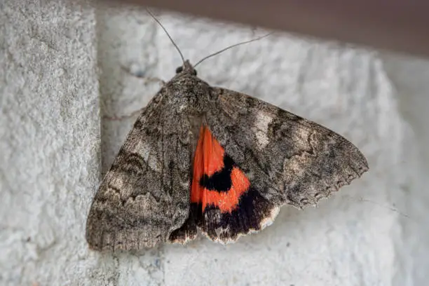 Photo of a sponge moth with grey patterned wings hangs on a house wall