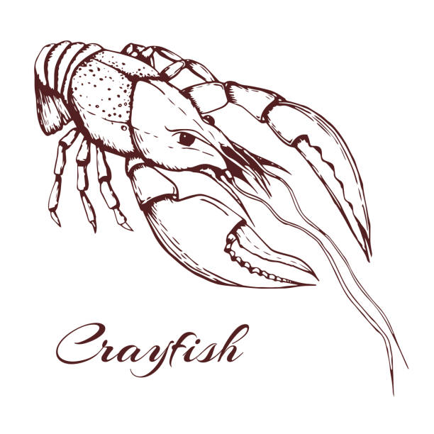 Boiled Crab Near Me