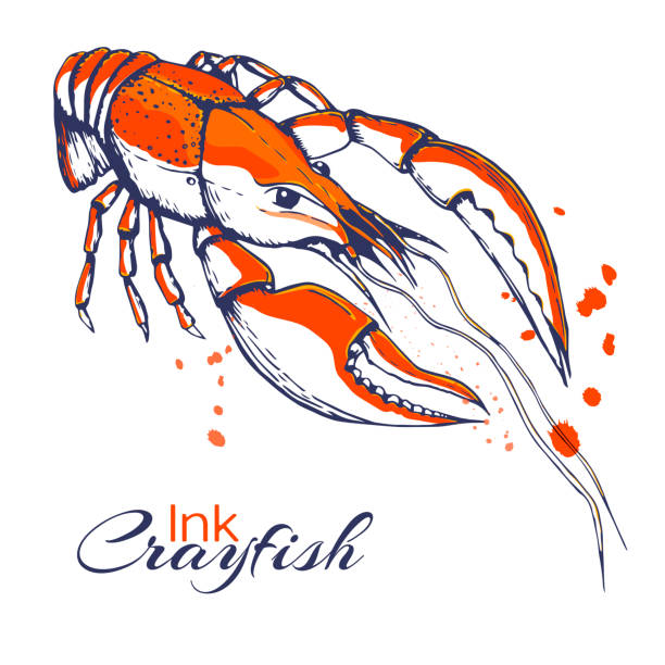 ilustrações de stock, clip art, desenhos animados e ícones de ink hand drawn crayfish concept for decoration or design. ink spattered crawfish illustration. vector red boiled lobster drawn in ink. seafood concept with color splashes on white with place for text - lobster seafood prepared shellfish crustacean