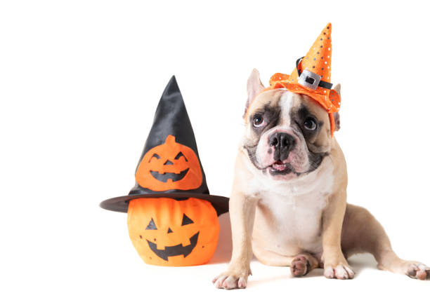 Portrait of French bulldog with hat halloween and smile Portrait of French bulldog with hat halloween and smile isolated on white background, halloween day concept dog in halloween hat of witch stock pictures, royalty-free photos & images