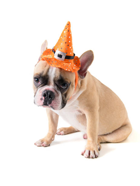 portrait of cute french bulldog with hat halloween isolated - devil dogs imagens e fotografias de stock