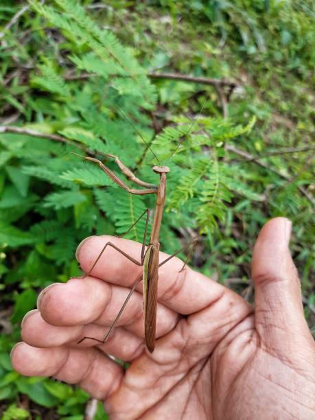 istock A tropical tropical mantis that is found in Thailand. 1177398687