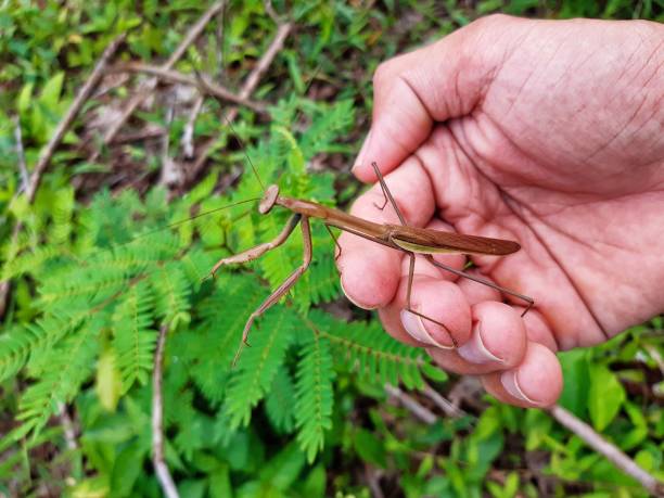 istock A tropical tropical mantis that is found in Thailand. 1177398734