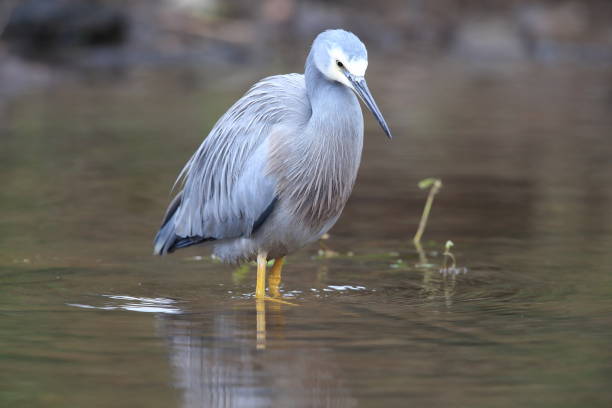 airone dalla faccia bianca (egretta novaehollandiae) queensland, australia - freshwater bird animals in the wild feather animal leg foto e immagini stock