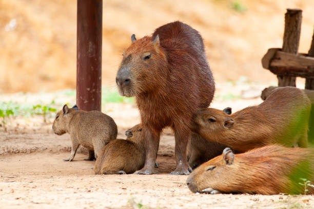 istock Capybara, Hydrochoerus hydrochaeris, the largest toothed rodent. 1177398991