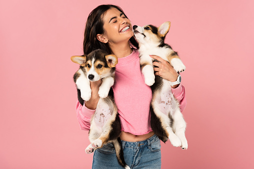 smiling girl holding Welsh Corgi puppies, isolated on pink