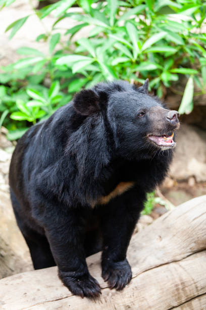 istock Asian great black bear. Danger, mammal. 1177399647