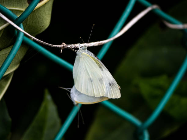 istock pair of small white butterflies connected on a vine 1 1177399949