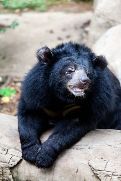 istock Asian great black bear. Danger, mammal. 1177400301