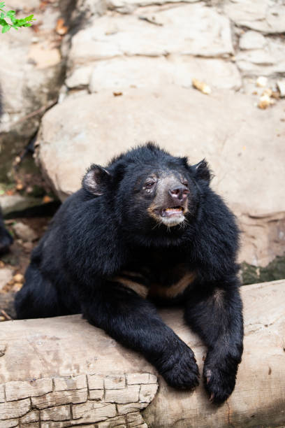 istock Asian great black bear. Danger, mammal. 1177400514
