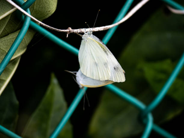 istock pair of small white butterflies connected on a vine 2 1177400523