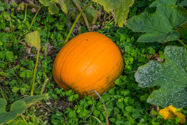 istock A single pumpkin in autumn 1177401369
