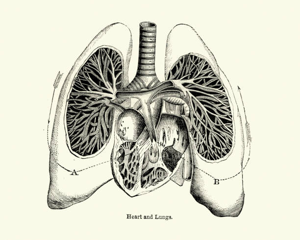 viktorianische anatomische zeichnung von menschlichem herz und lunge 19. jahrhundert - medizinische zeichnung stock-grafiken, -clipart, -cartoons und -symbole