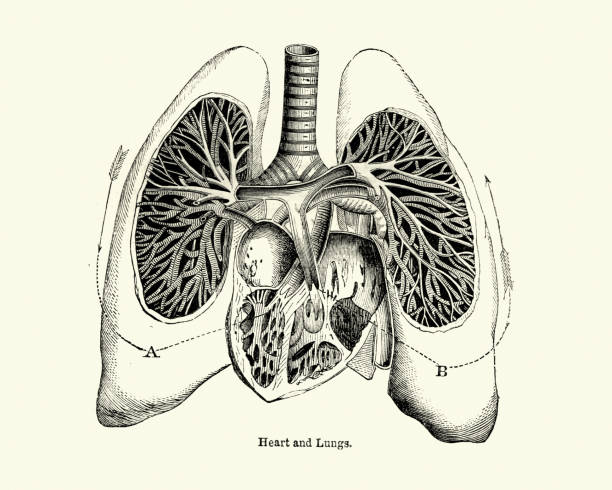 illustrations, cliparts, dessins animés et icônes de dessin anatomique victorien du coeur humain et des poumons 19ème siècle - planche médicale