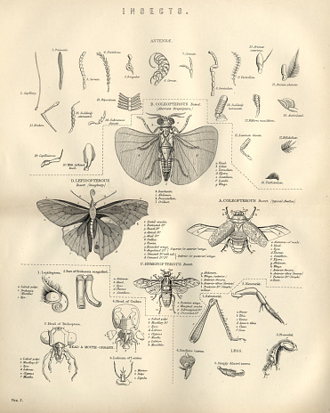 Vintage engraving of Animals, Insects, Flies, 19th Century
