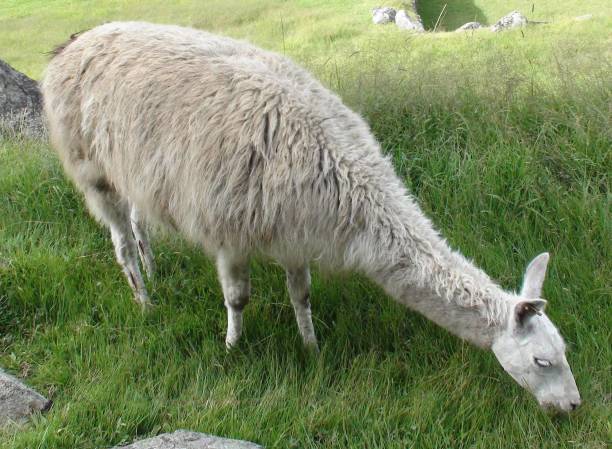 istock Peru Llama Grazing Grass Scene In Cusco Peru. South America 1177403283